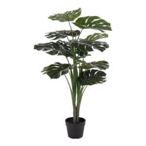 Monstera - Monstera -