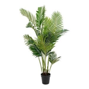 Areca palm -